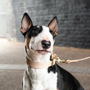 The Essential Classic Leather Leash in Nude - This Dog's Life