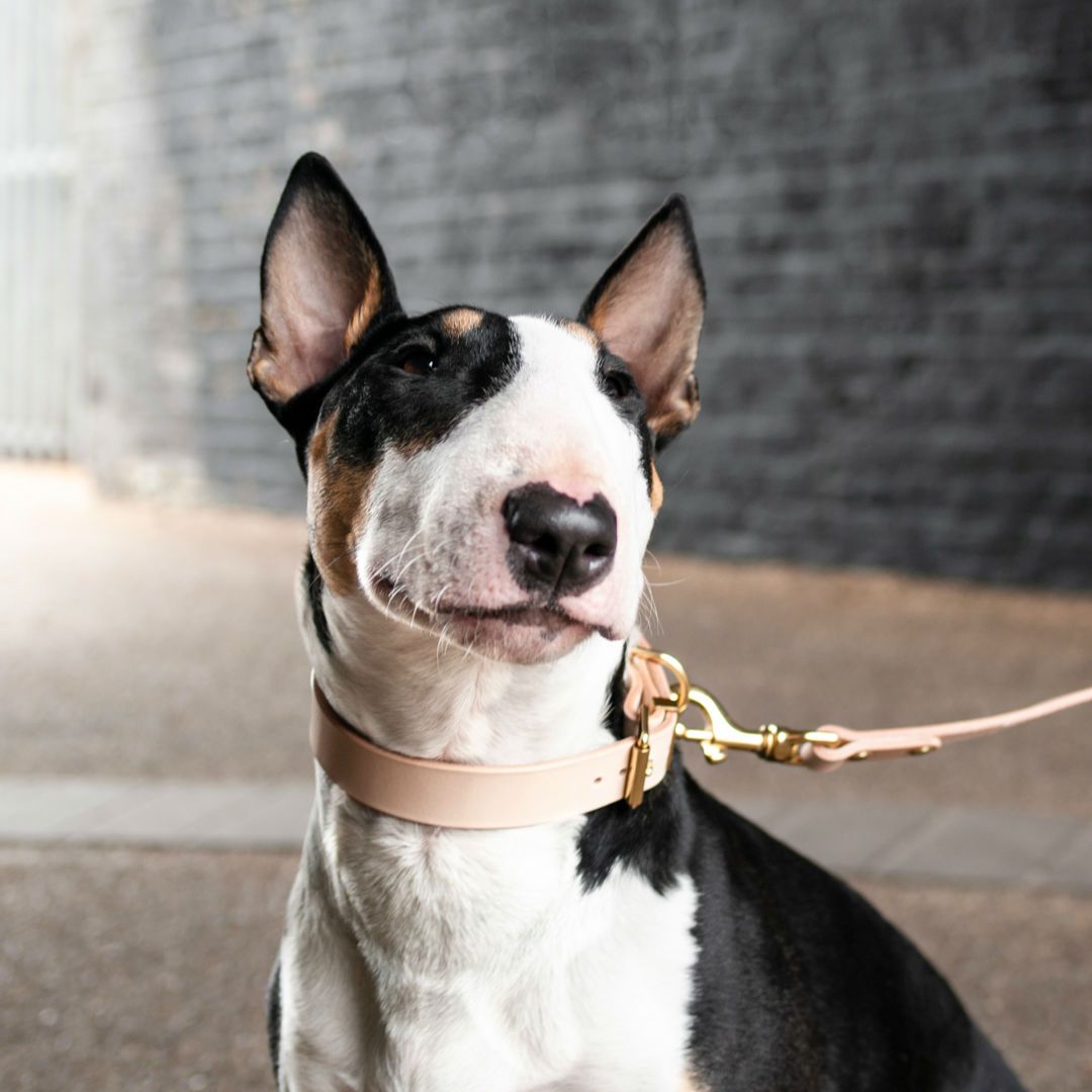 The Essential Classic Leather Collar in Ruby Red - This Dog's Life