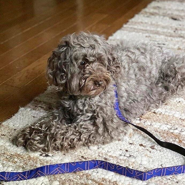 Wool Blend Leash in Royal Blue Pattern - This Dog's Life