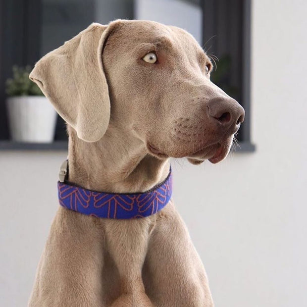 Adjustable Wool Blend Dog Collar in Royal Blue Pattern - This Dog's Life