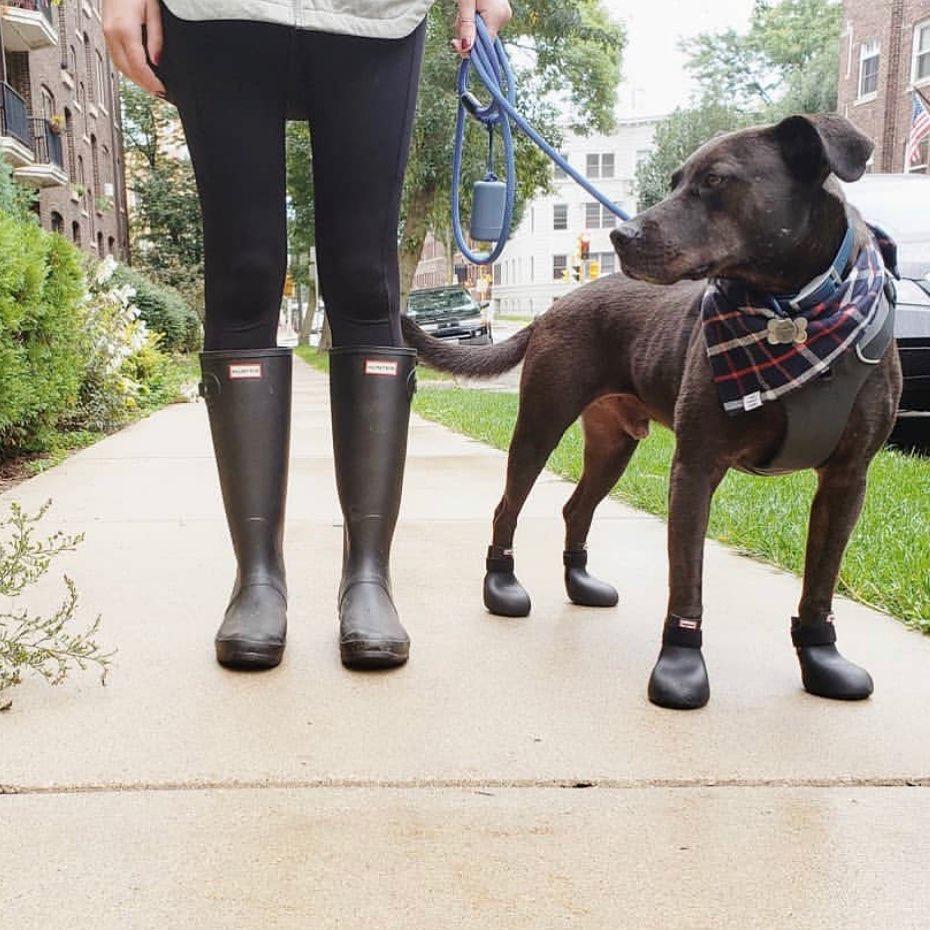 WagWellies Dog Rubber Rain Booties in Azure Blue - This Dog's Life