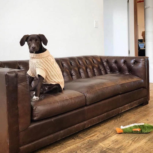 Wool Dog Sweater in Cream - This Dog's Life