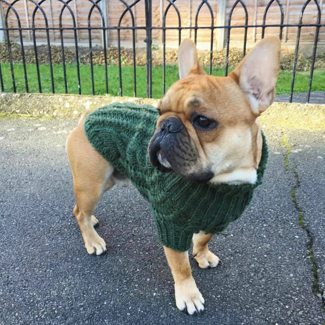 Wool Dog Sweater in Pine Green - This Dog's Life