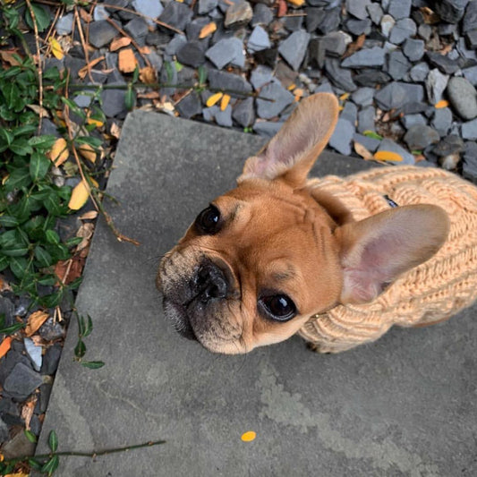 Wool Dog Sweater in Cherry Red - This Dog's Life