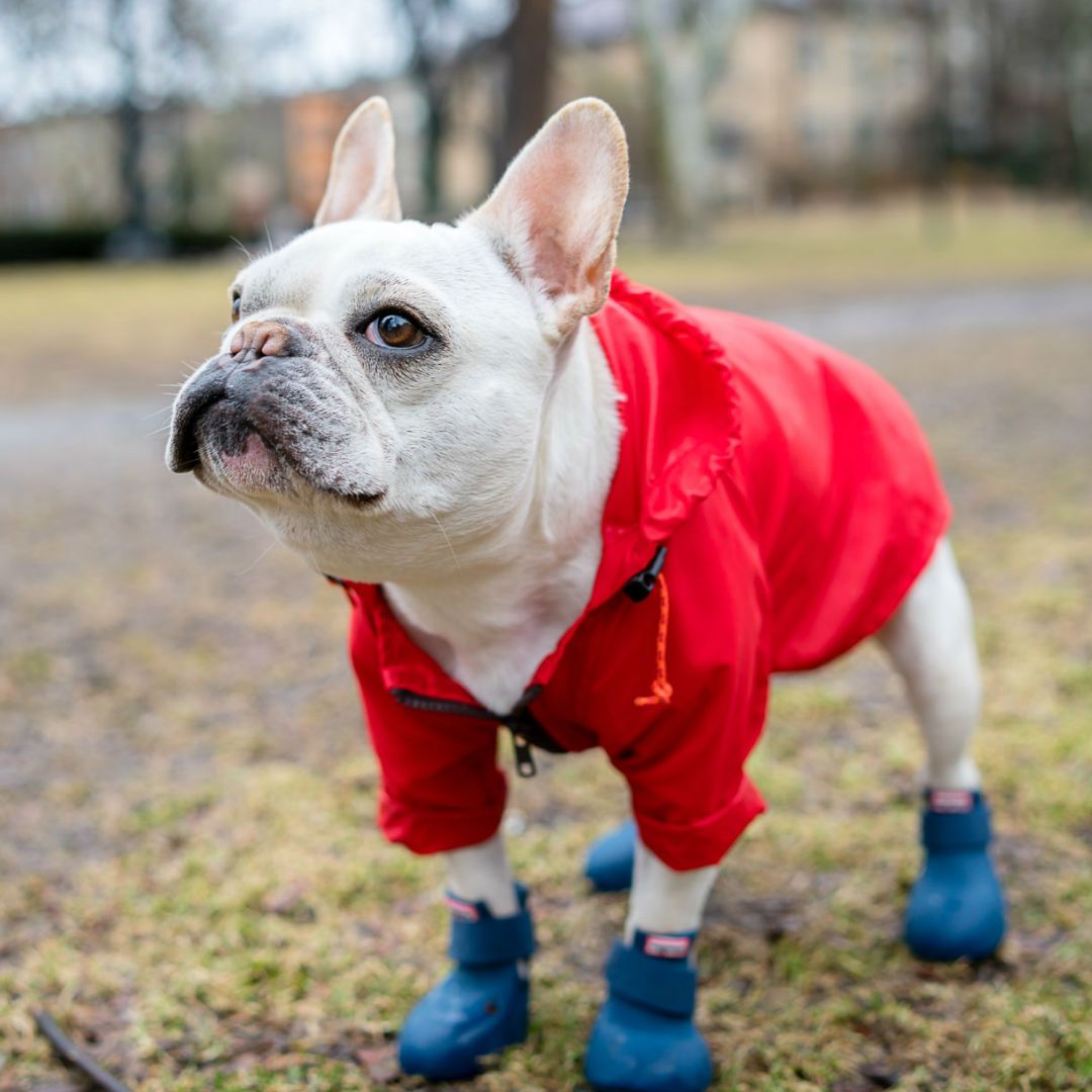 Rubber Dog Rain Boots in Cherry Red – This Dog's Life