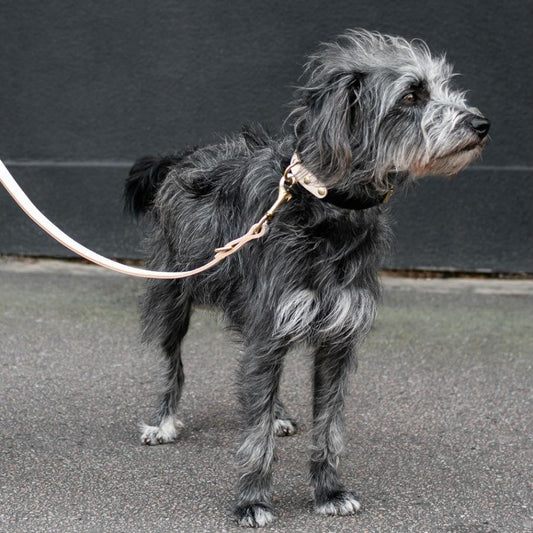 Two-Tone Leather Collar in Black and Nude - This Dog's Life