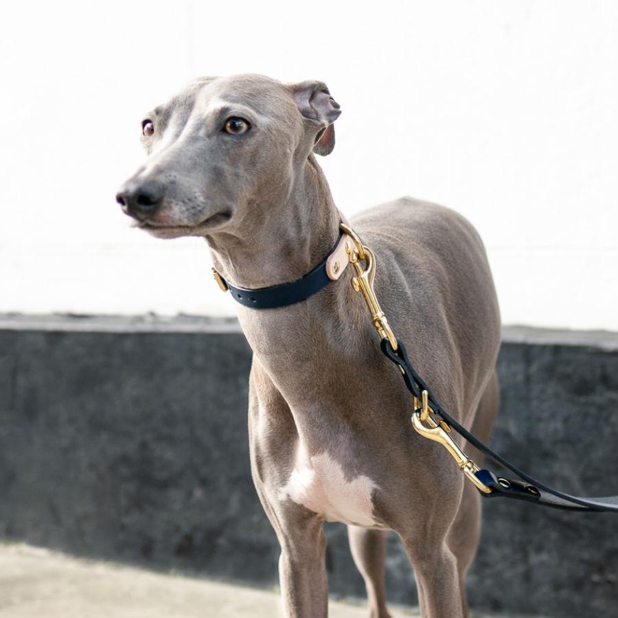 Two-Tone Leather Collar in Navy and Nude - This Dog's Life