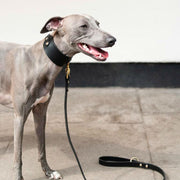 The Essential Classic Leather Leash in Black - This Dog's Life