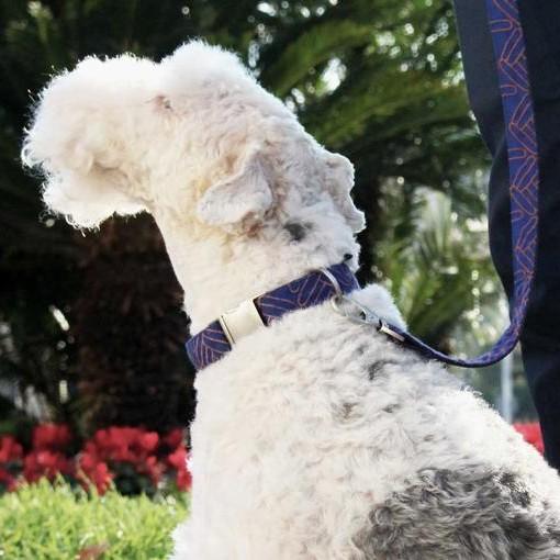 Adjustable Wool Blend Dog Collar in Royal Blue Pattern - This Dog's Life